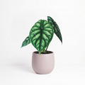 Alocasia baginda 'Dragon Scale'