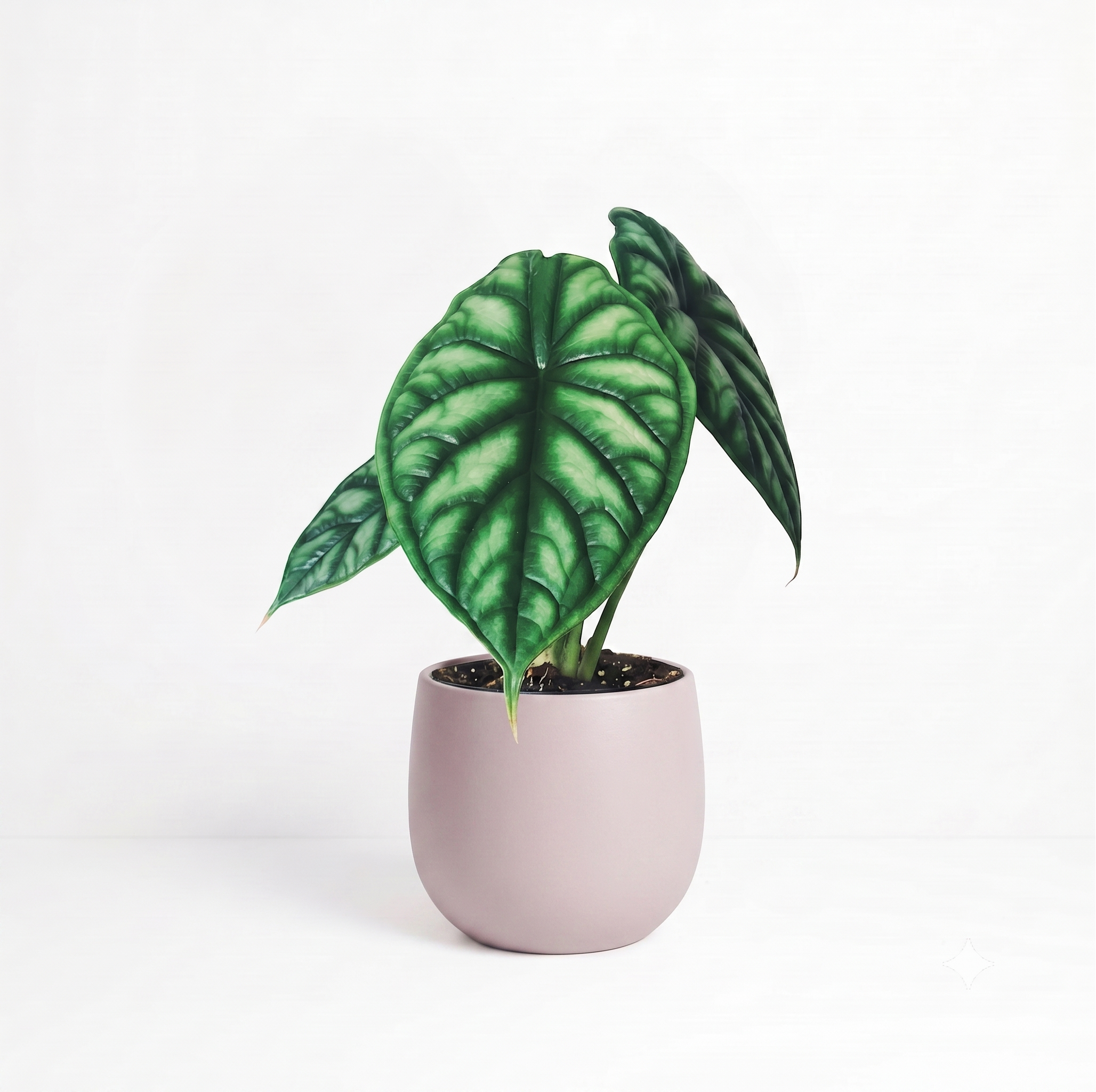 Alocasia baginda 'Dragon Scale'