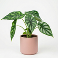 Alocasia Clypeolata 'Green Shield'
