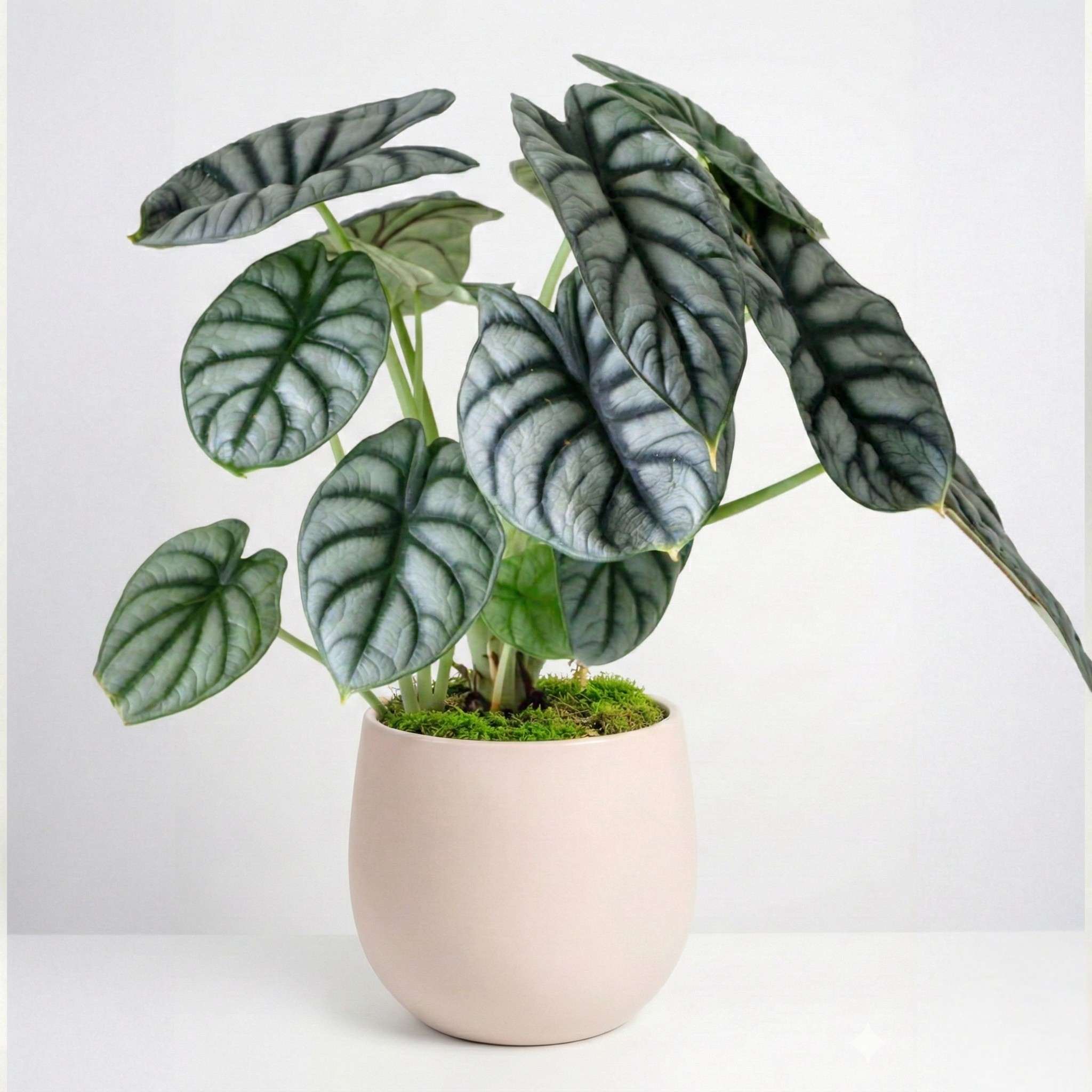 Alocasia Dragonscale