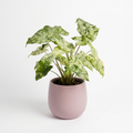 Alocasia 'Hualong Variegated'