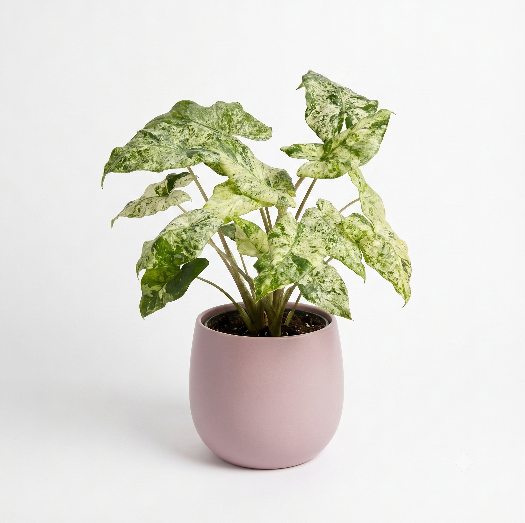 Alocasia 'Hualong Variegated'