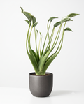Alocasia 'Tiny Dancer'