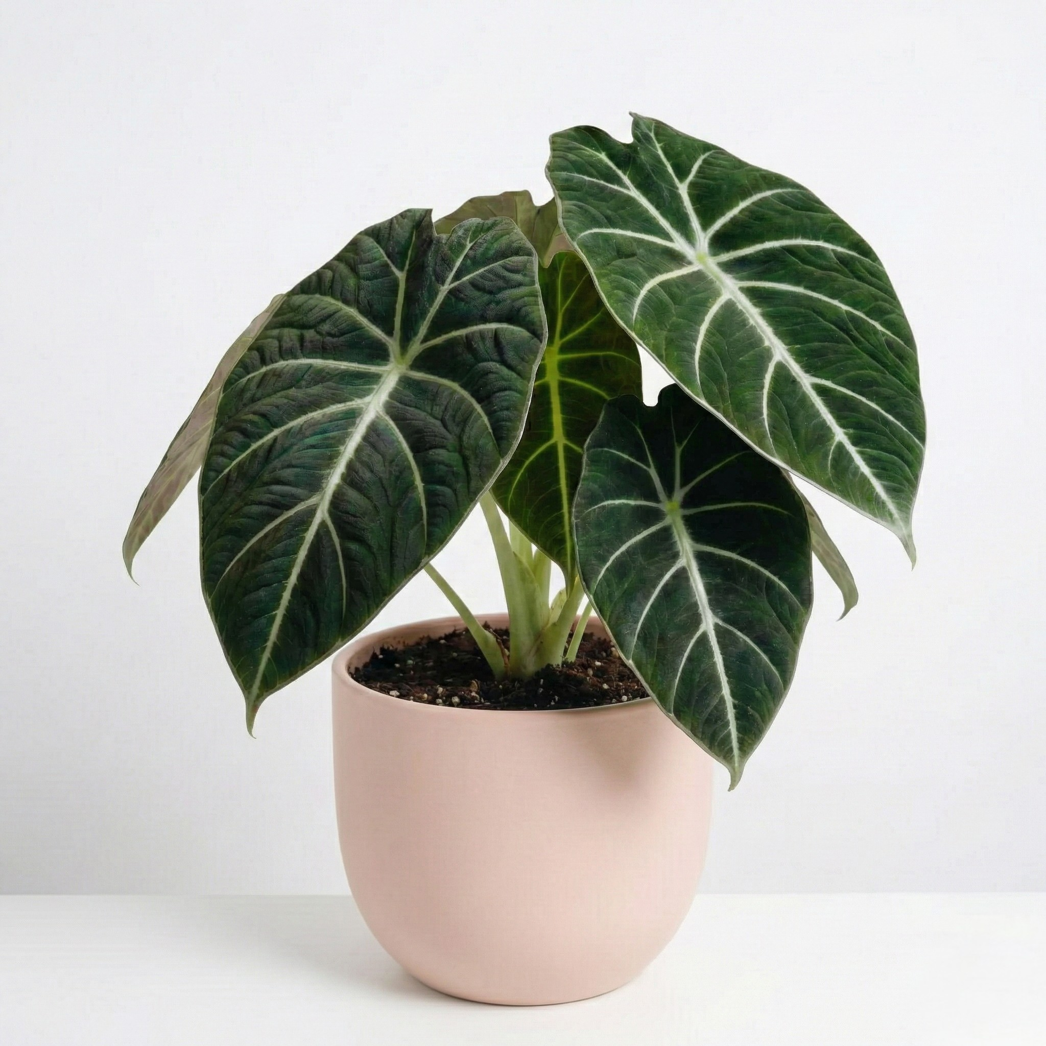 Alocasia Watsoniana 'White Vein' 6"