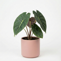 Alocasia 'Golden Bone'