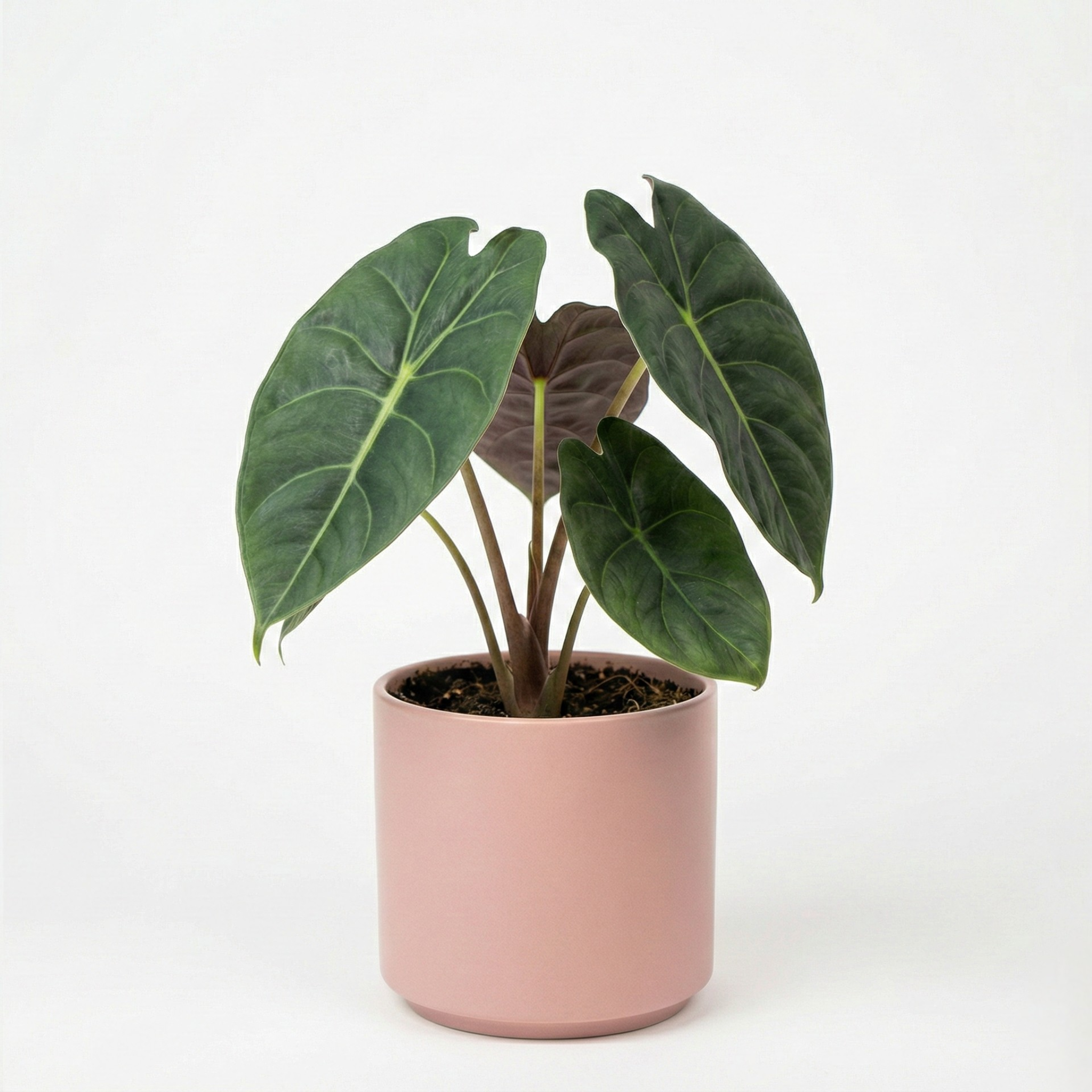 Alocasia 'Golden Bone'