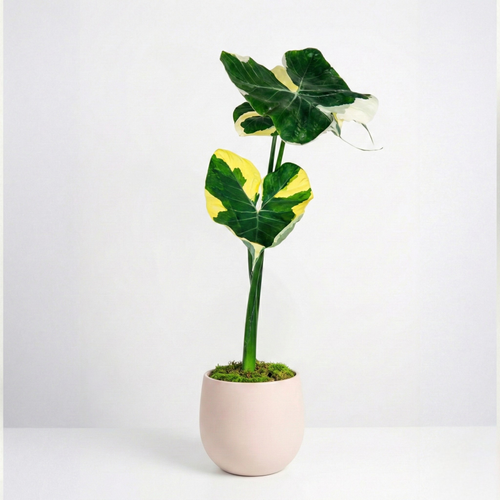 Alocasia 'Frydek Variegata' 6