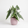 Alocasia heterophylla 'Dragon's Breath'