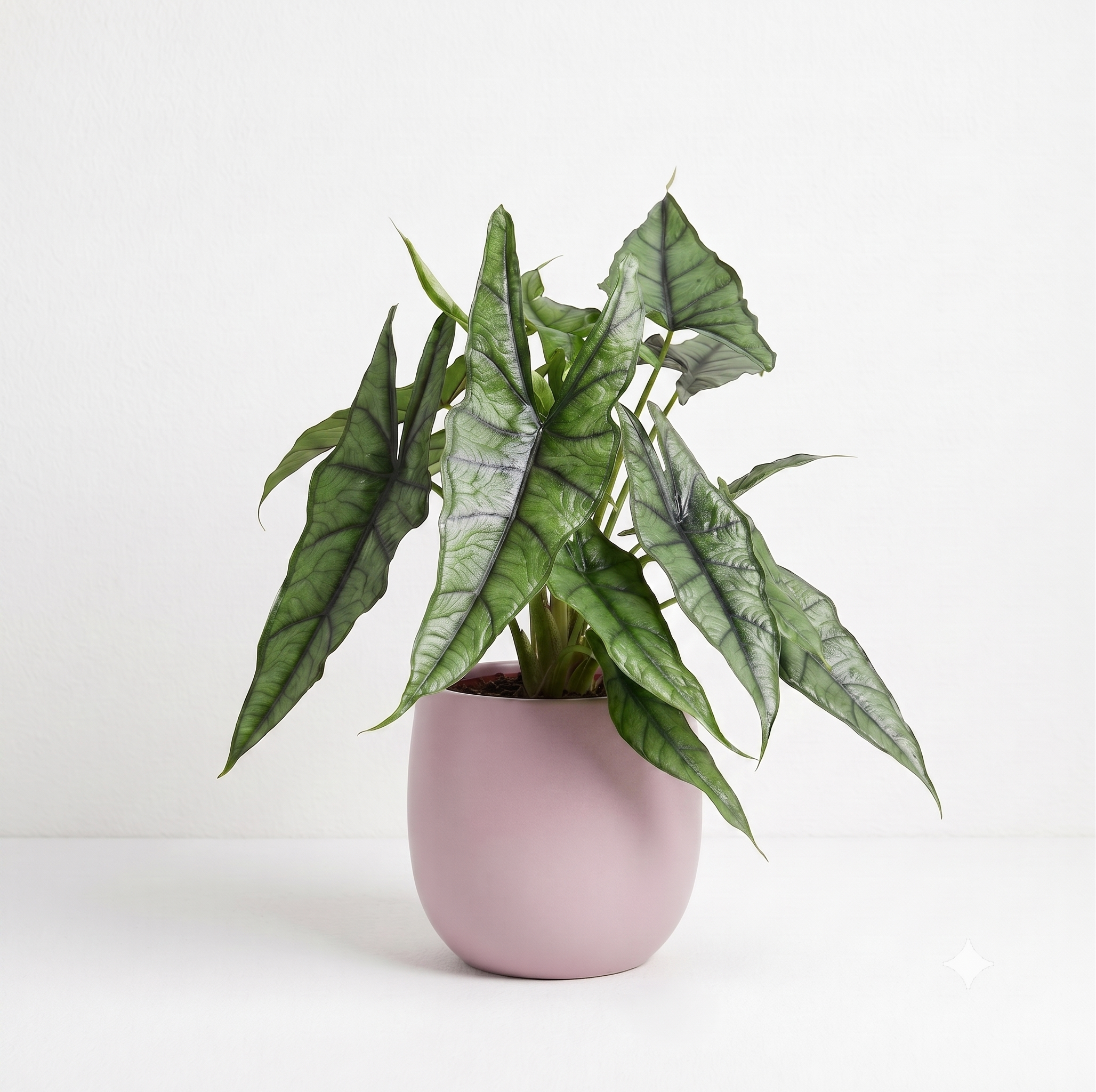 Alocasia heterophylla 'Dragon's Breath'