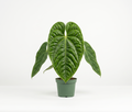 Anthurium veitchii