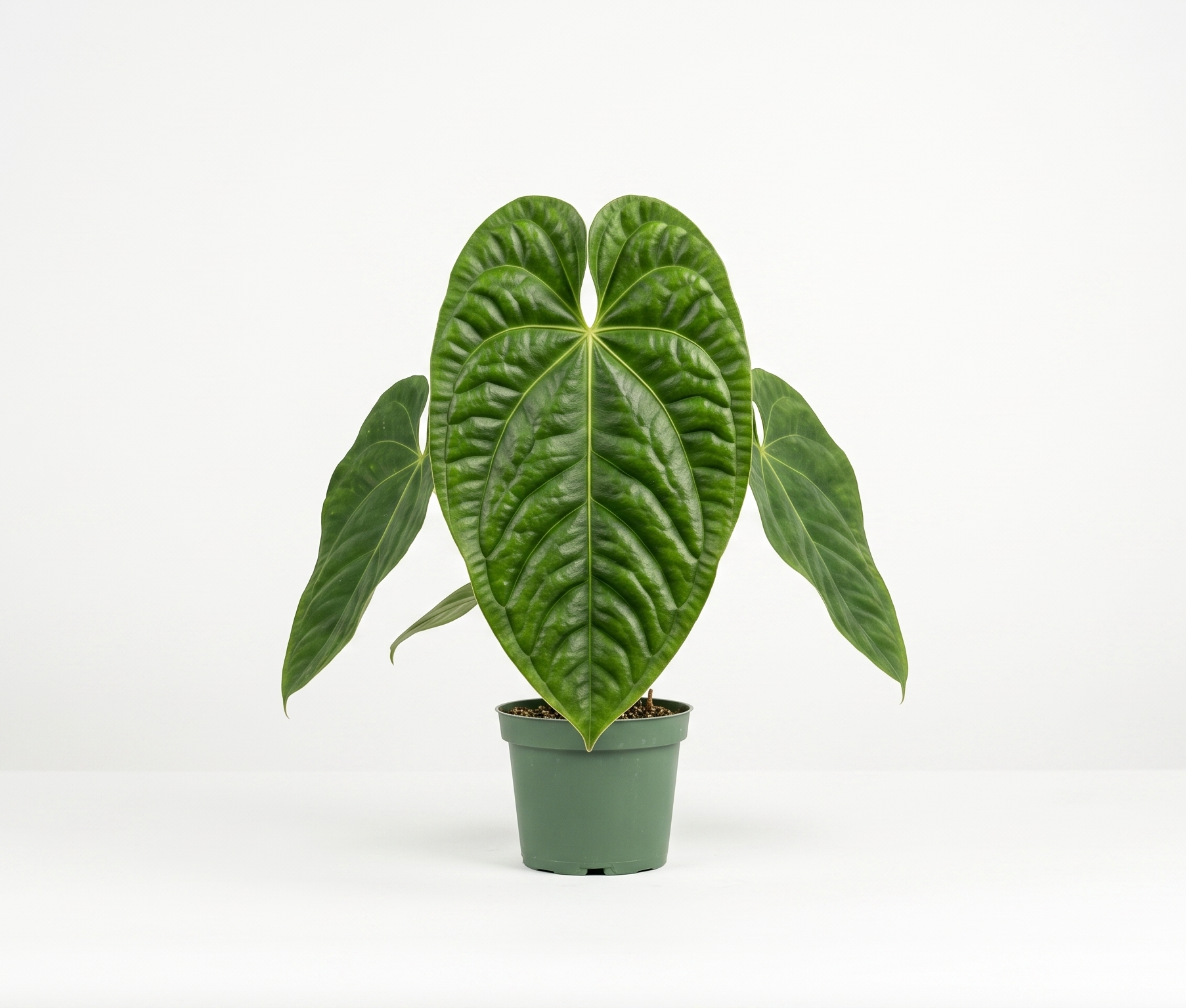 Anthurium veitchii