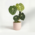 Anthurium Clarinervium 6"