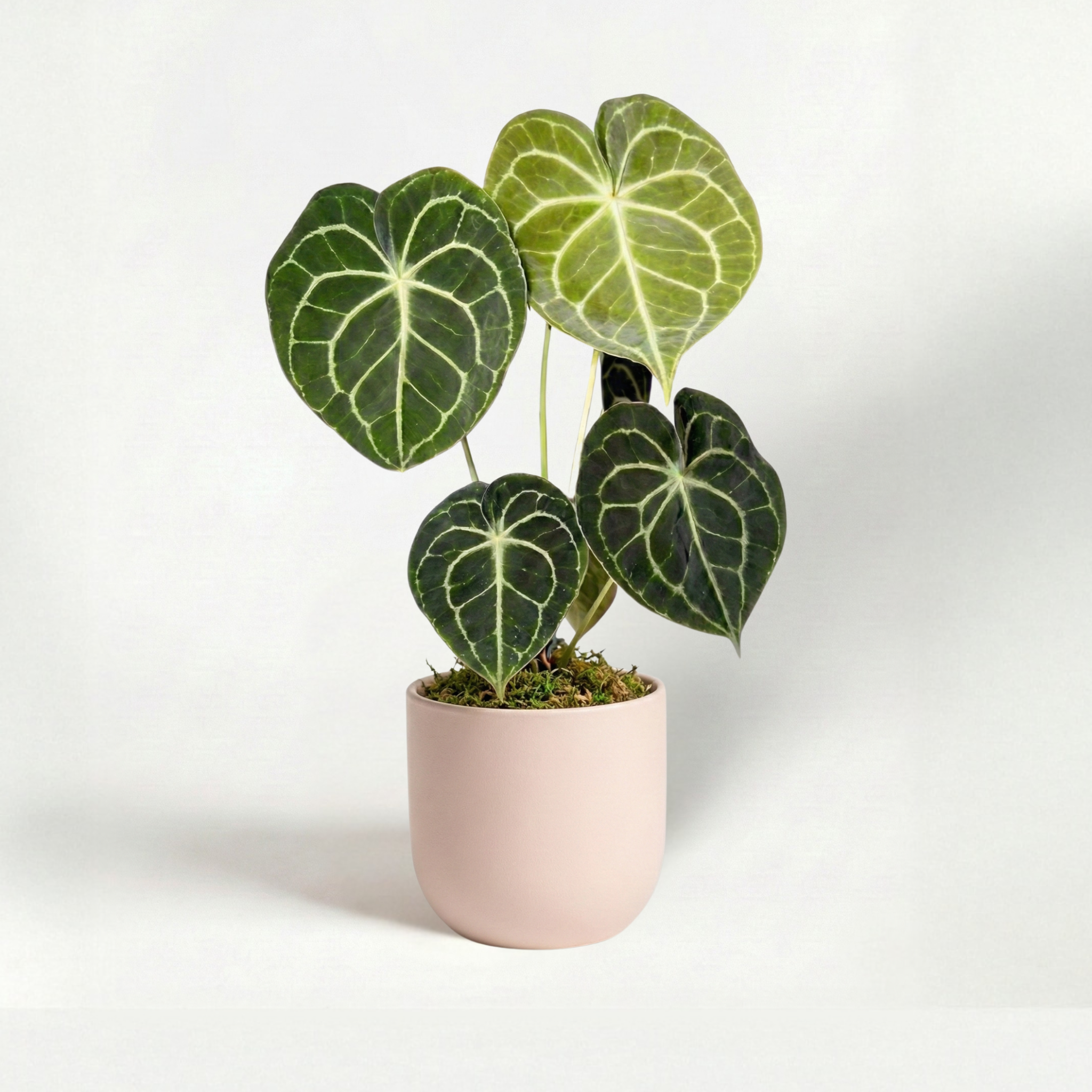 Anthurium Clarinervium 6"