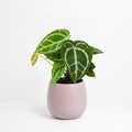 Anthurium crystallinum 4"