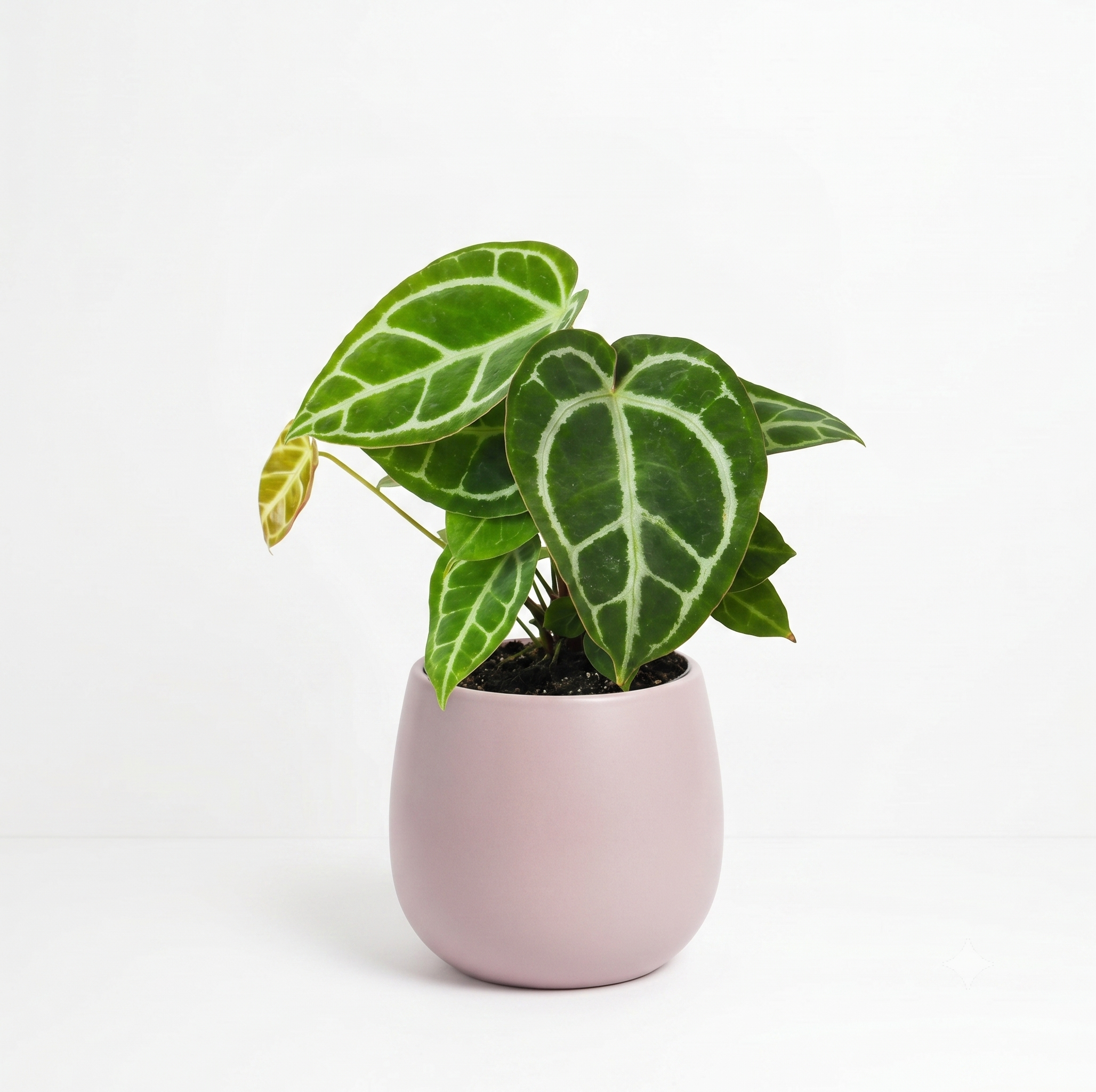 Anthurium crystallinum 4"