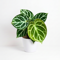 Anthurium dorayaki