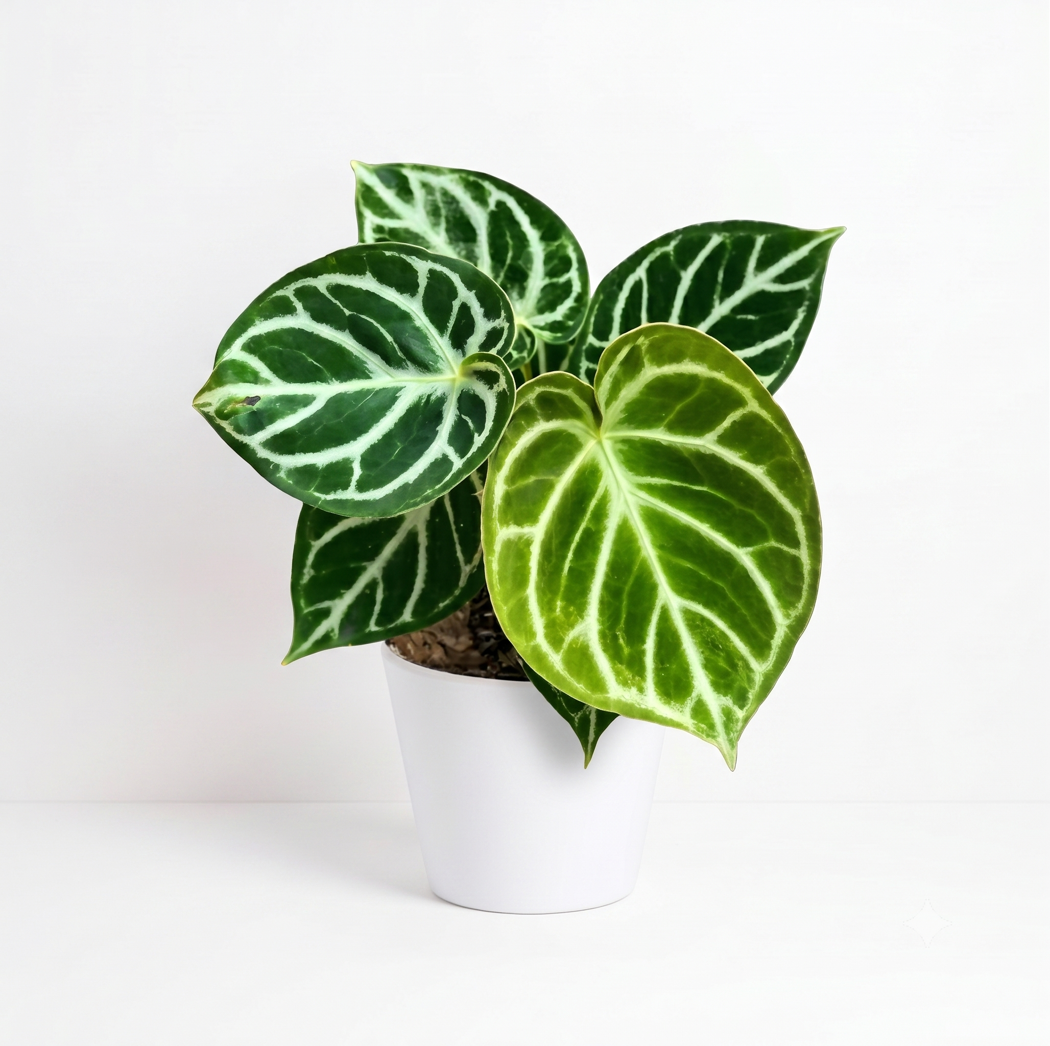 Anthurium dorayaki