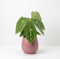 Anthurium dorayaki x magnificum