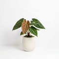 Anthurium magnificum x crystallinum