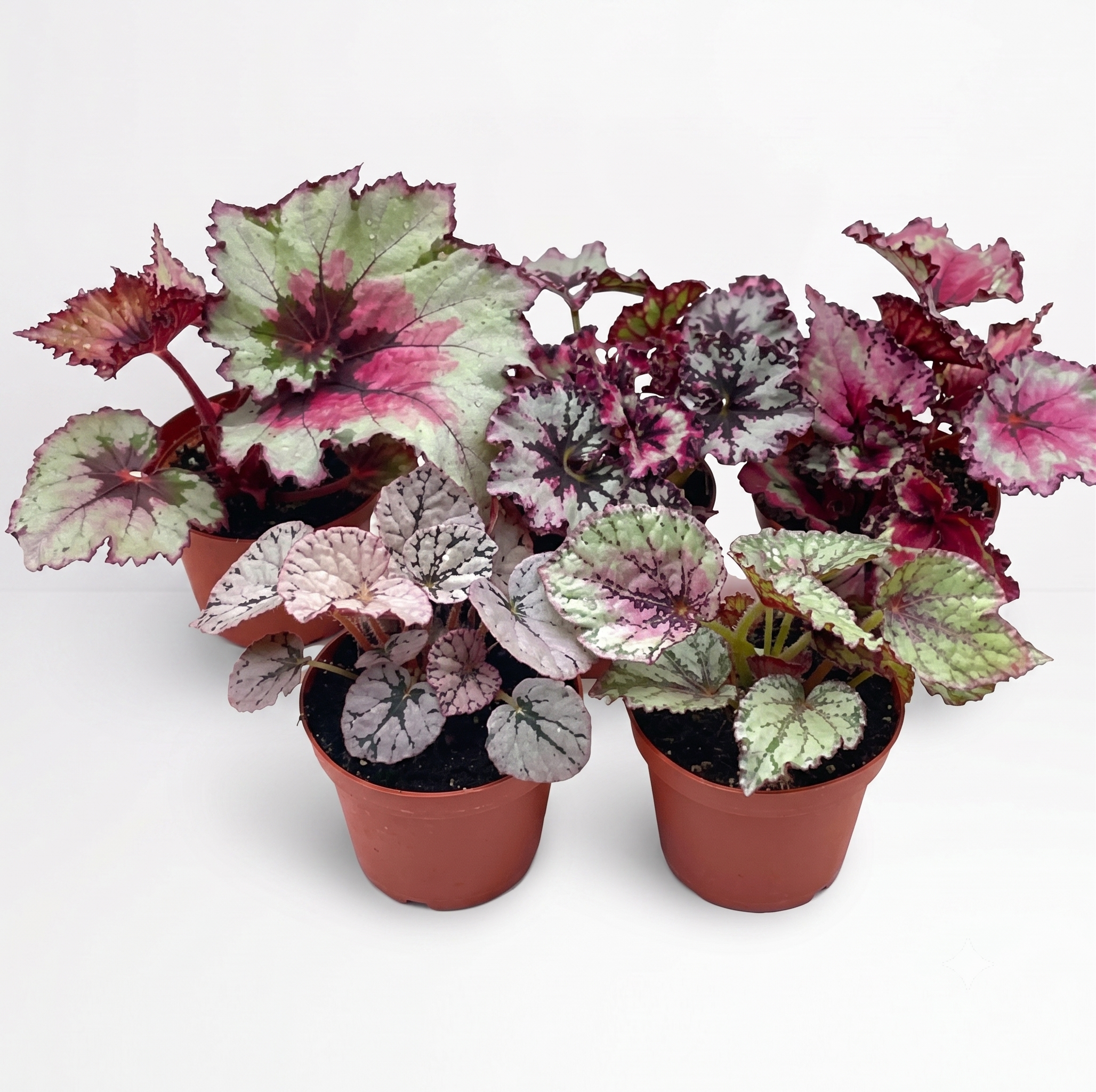 Begonia Hybrid assorted 4"