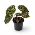 Begonia ferox - Fierce Begonia 4"