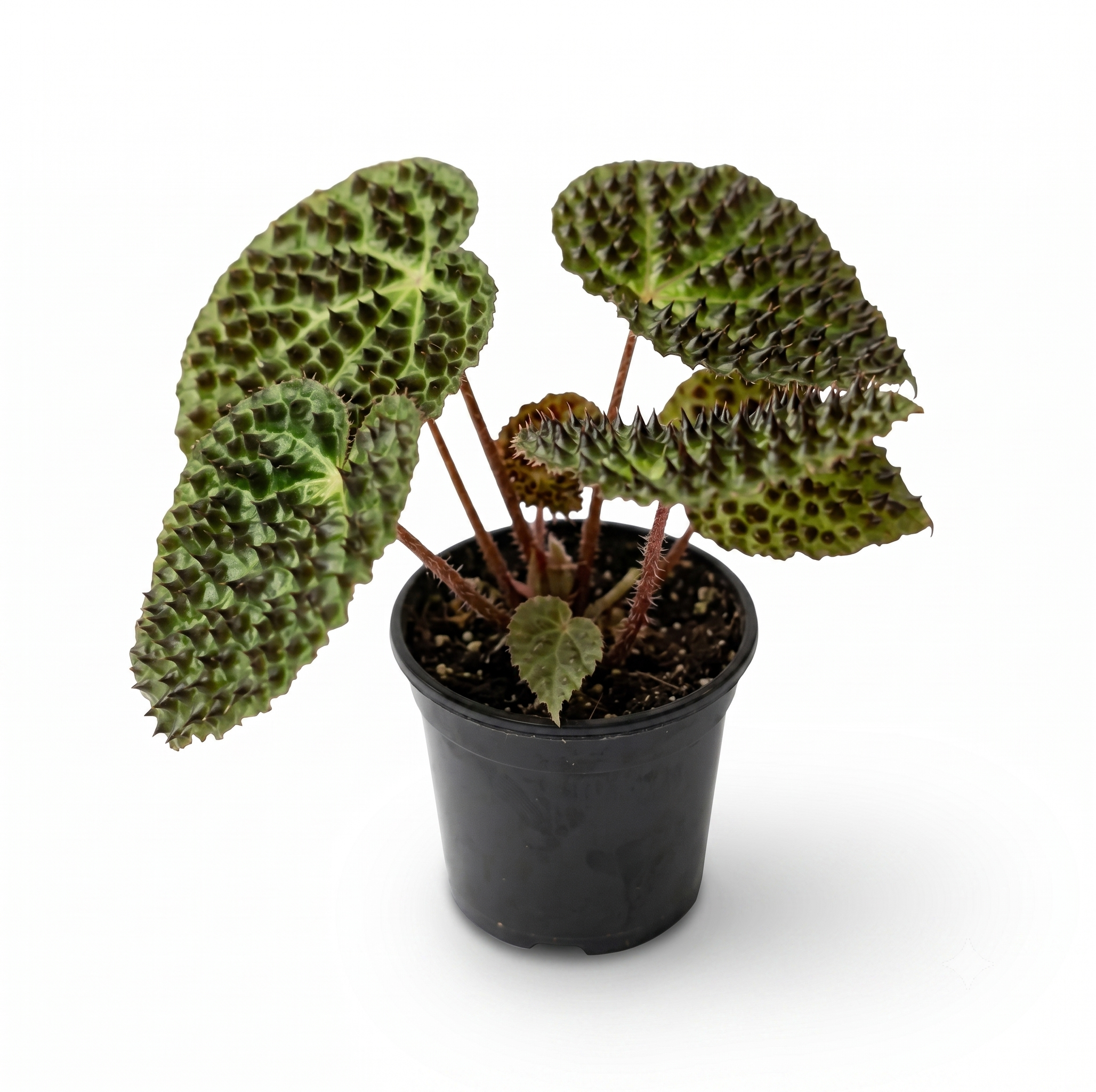 Begonia ferox - Fierce Begonia 4"