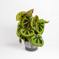 Begonia masoniana - Iron Cross Begonia 4"