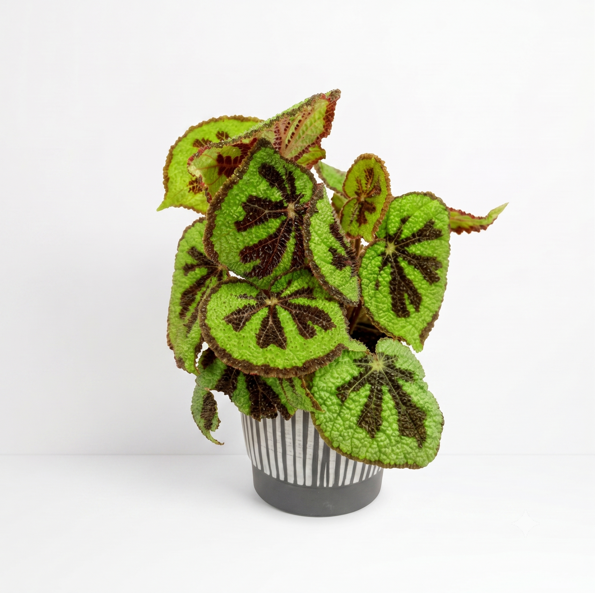 Begonia masoniana - Iron Cross Begonia 4"