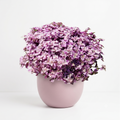 Callisia repens 'Pink Panther'