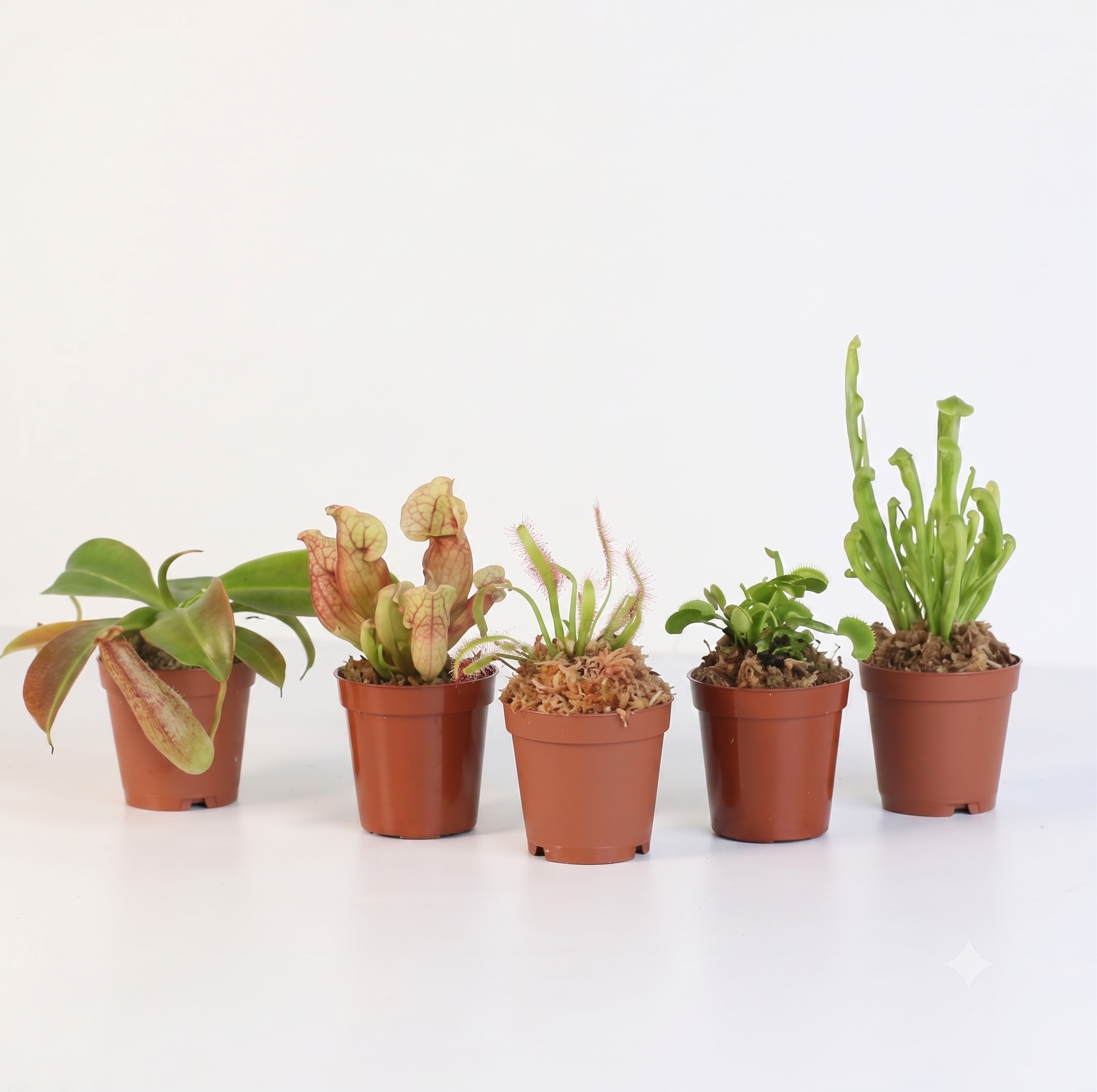 Carnivorous Plants assorted