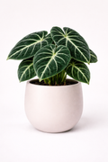 Alocasia 'Ninja' 6"