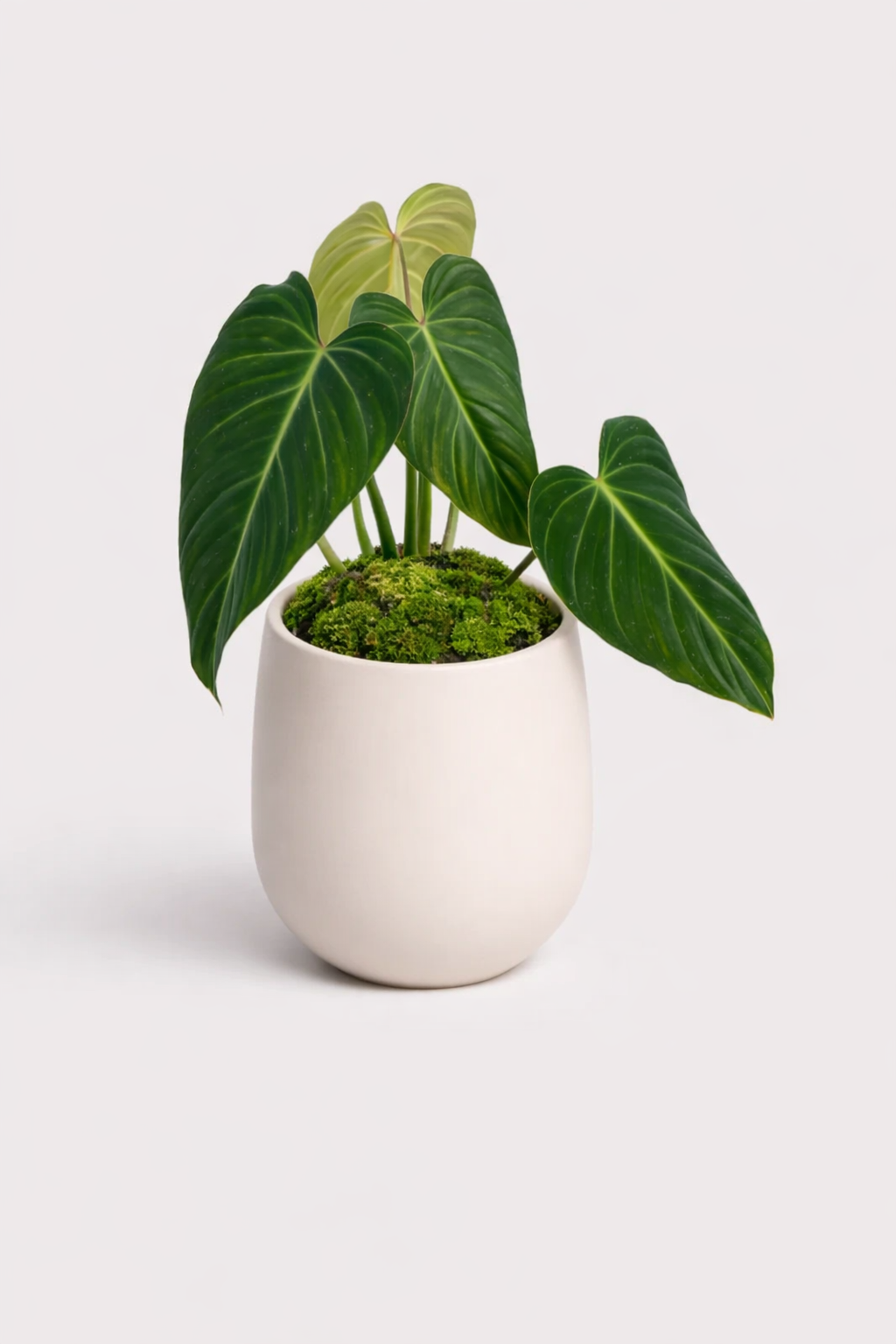 Philodendron X Glorious 6"