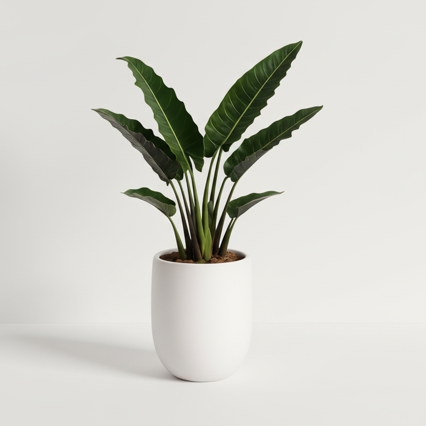 Alocasia Lauterbachiana 8"