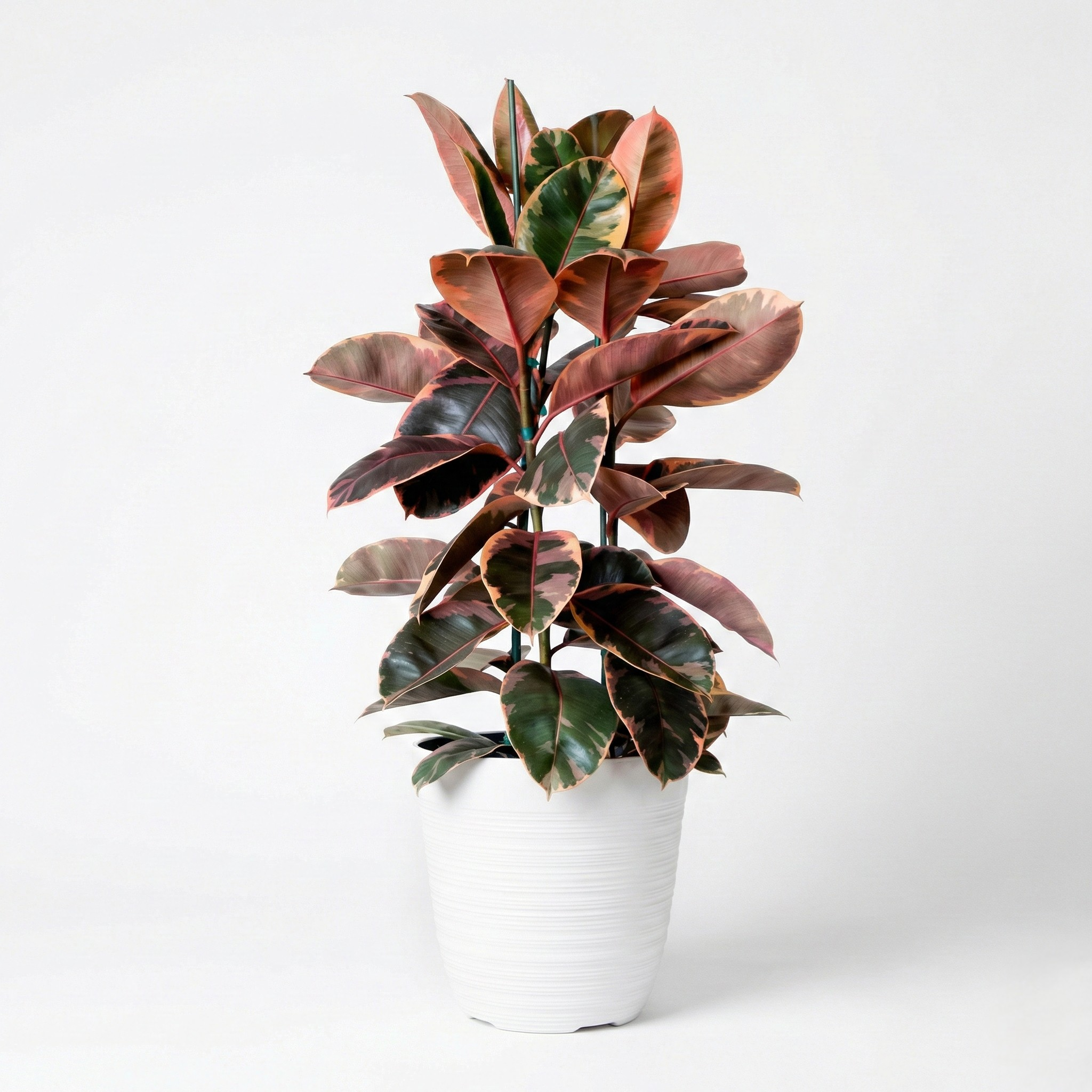 Ficus Elastica 'Ruby'