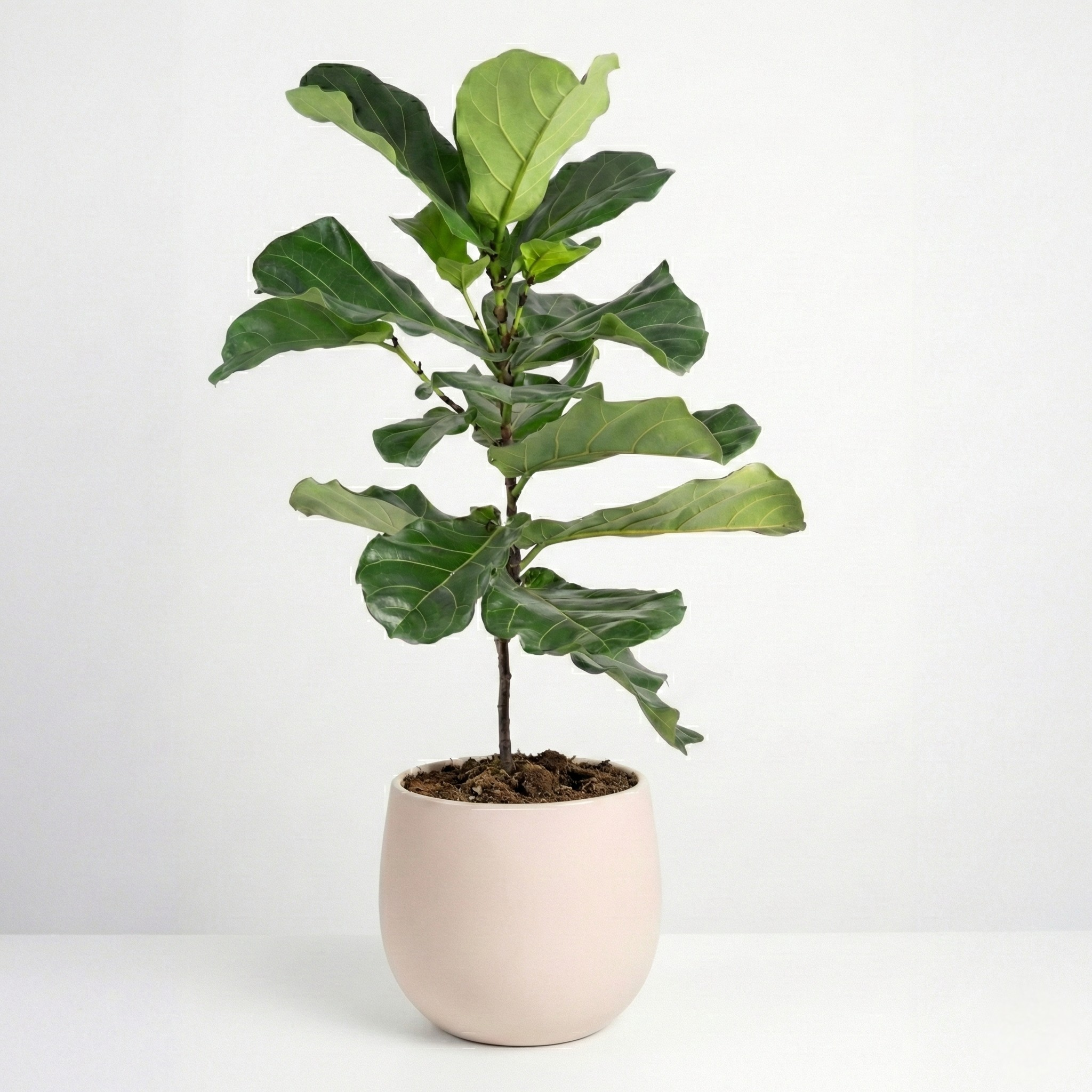 Fiddle Fig Leaf 8"