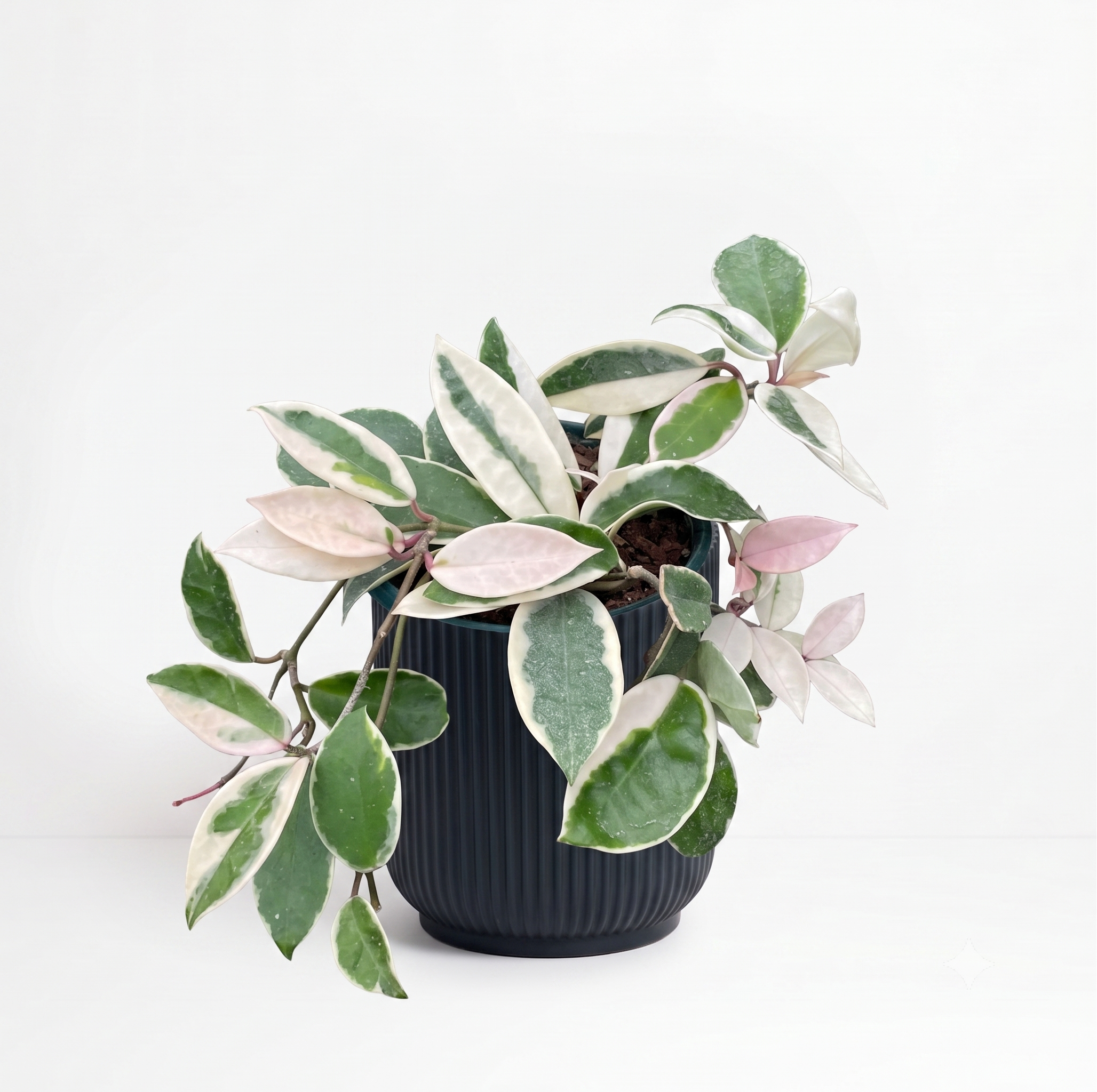Hoya carnosa 'Krimson Queen' - Hanging Basket