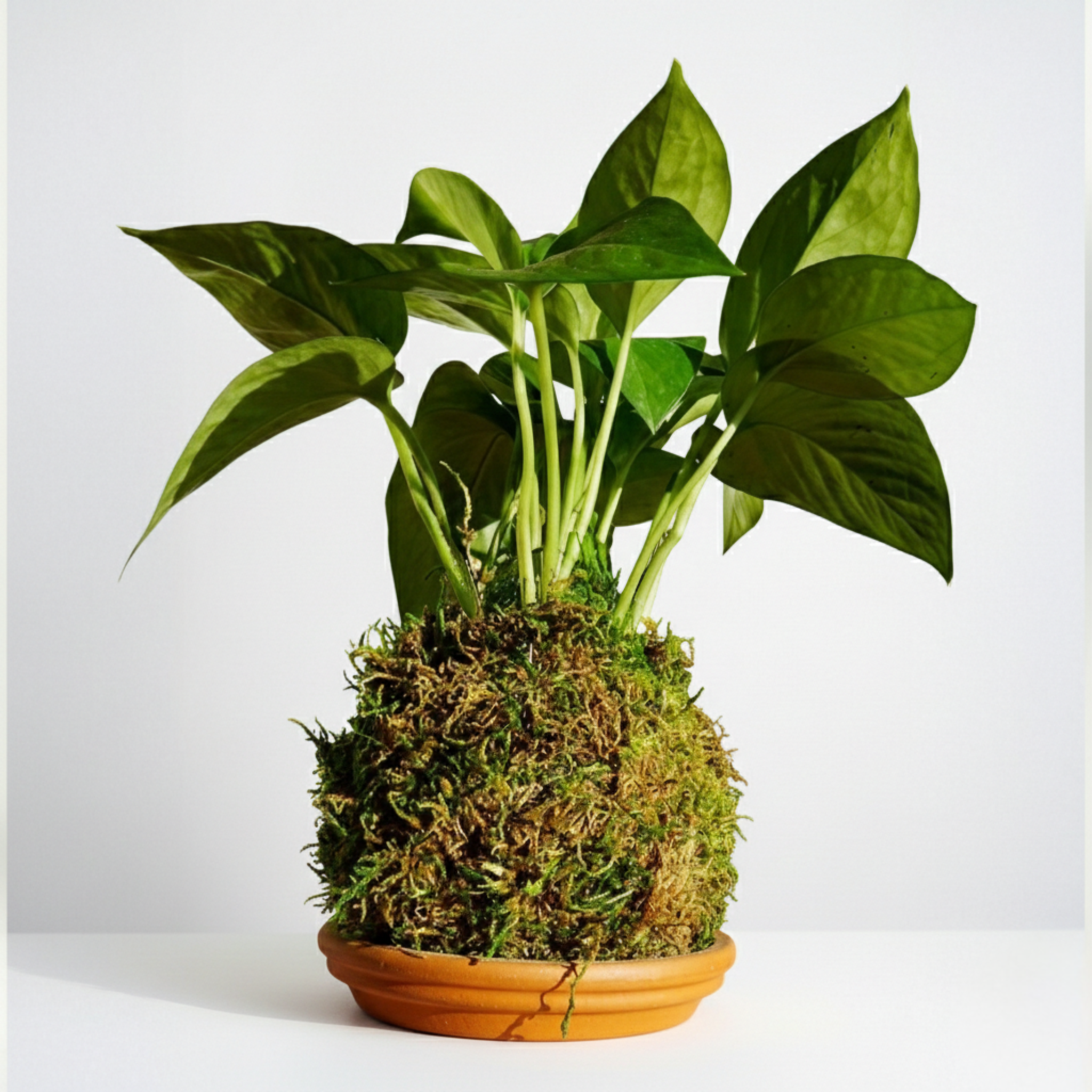 Kokedama