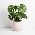 Monstera deliciosa var. borsigiana 'Albo'