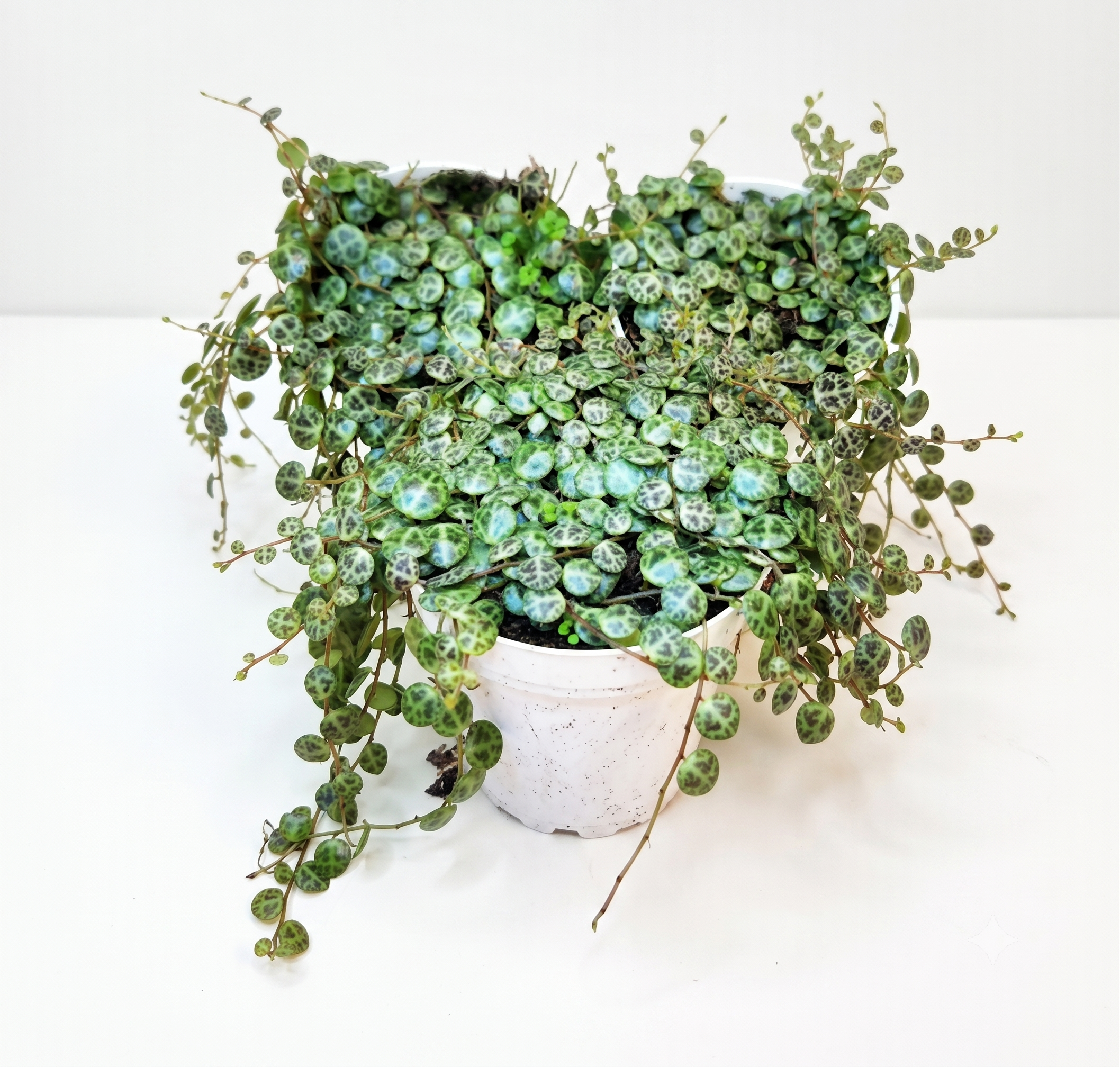 Peperomia prostrata - Hanging Basket