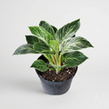 Philodendron 'Birkin'
