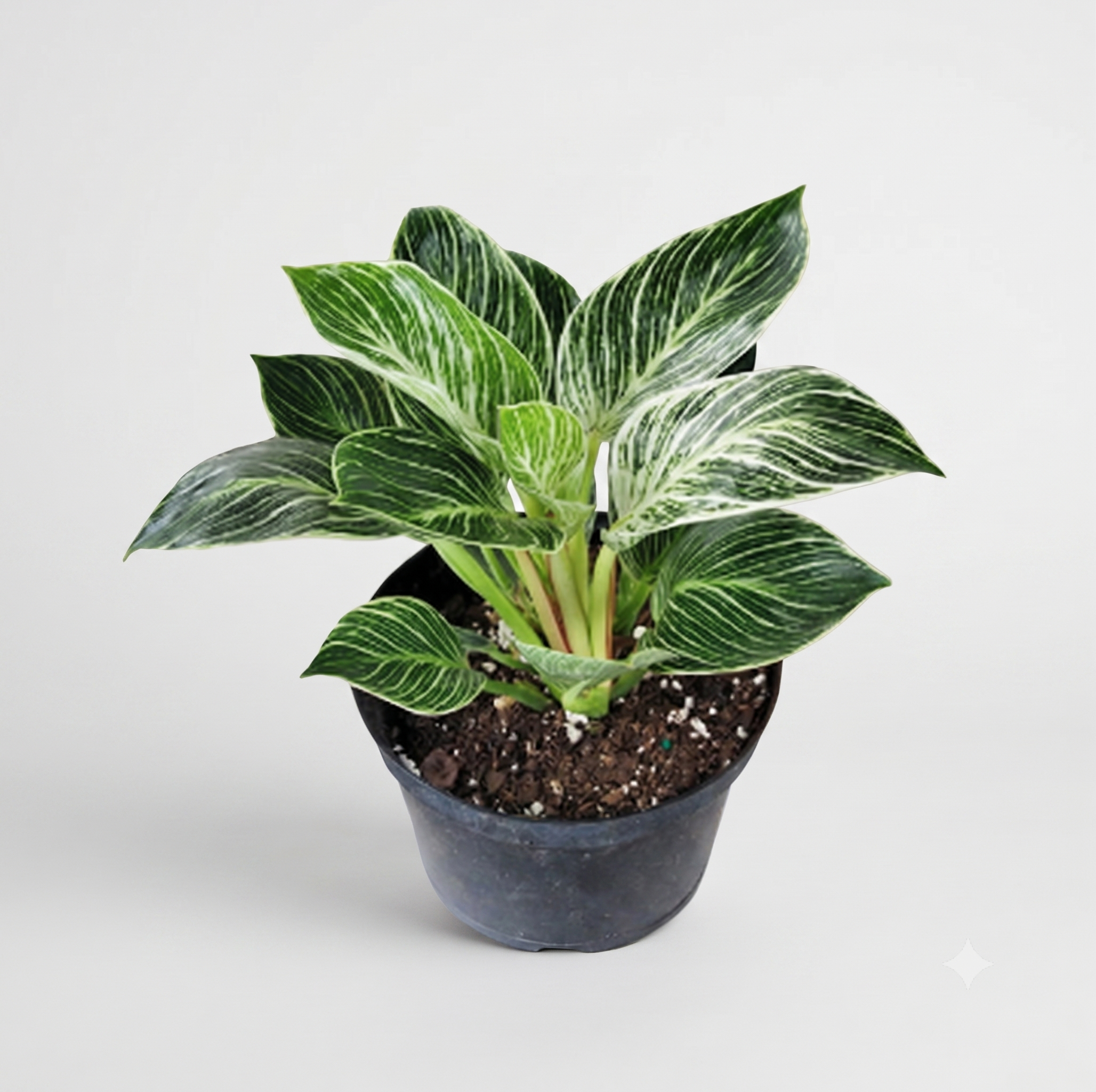 Philodendron 'Birkin'