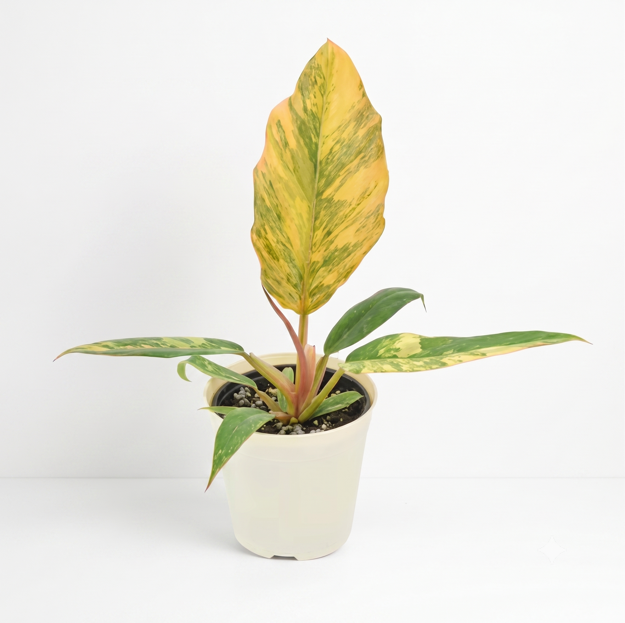 Philodendron 'Caramel Marble'
