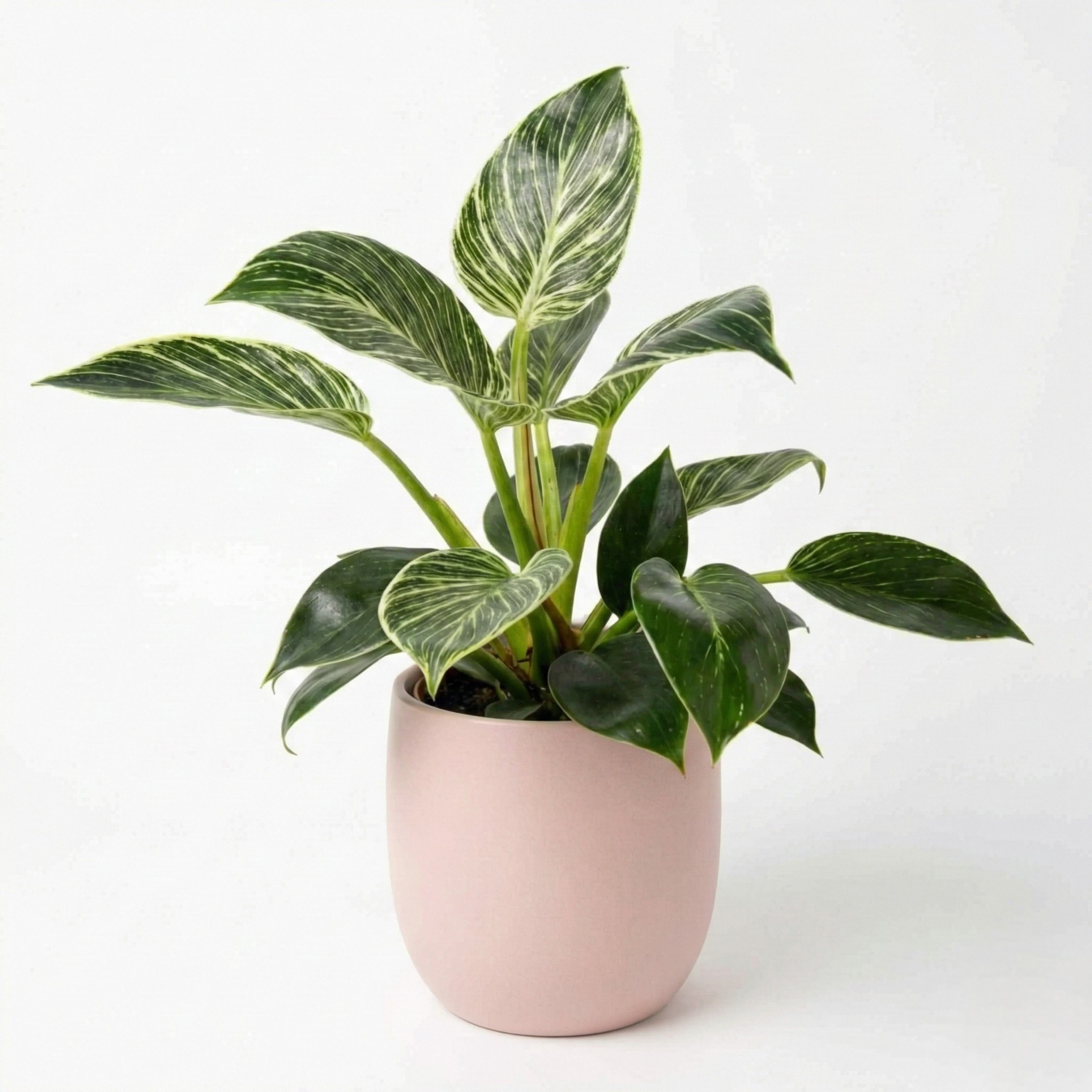 Philodendron 'Mutant Birkin' 6"