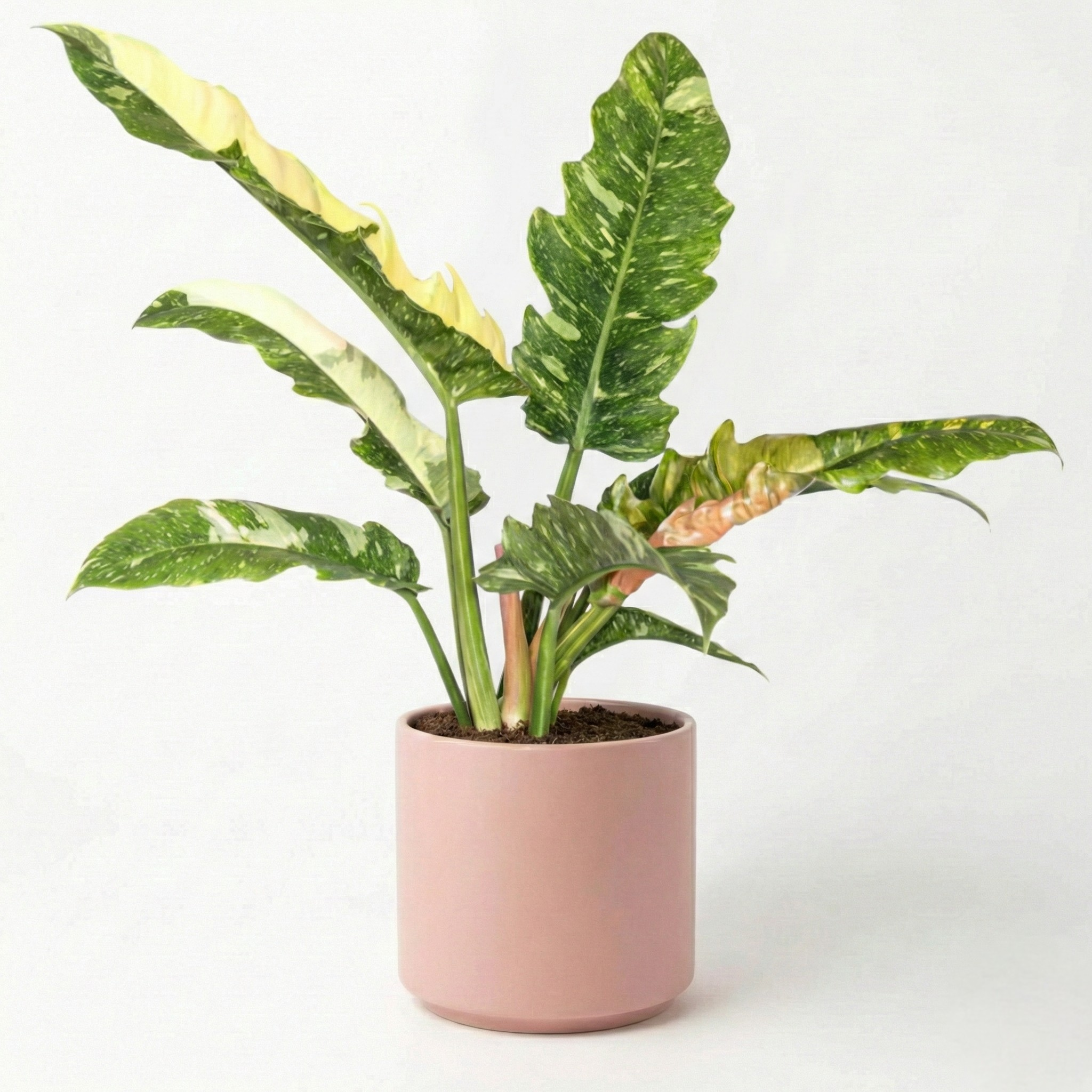 Philodendron 'Ring of Fire' 6"