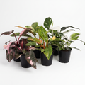 Philodendron Premium Assorted