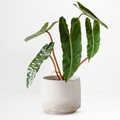 Philodendron billietiae
