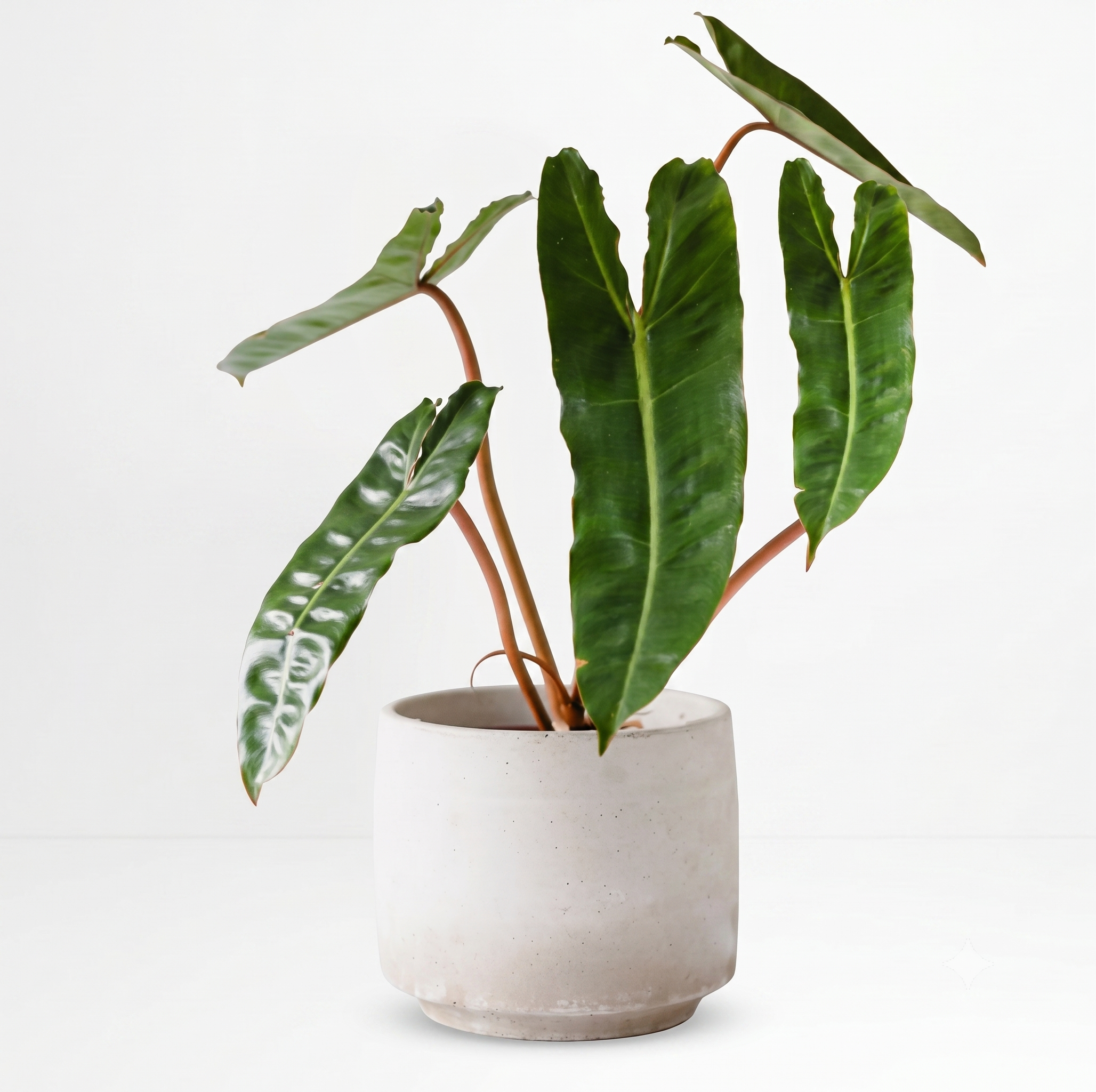 Philodendron billietiae