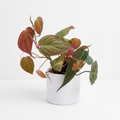 Philodendron micans - HB