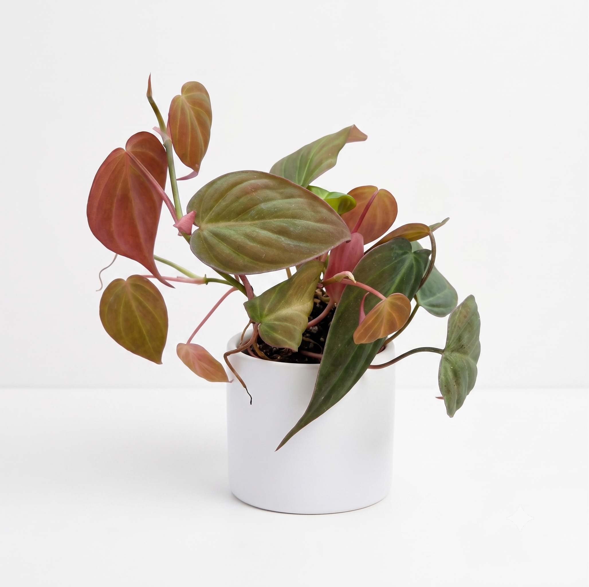 Philodendron micans - HB