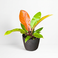 Philodendron 'Prince of Orange'